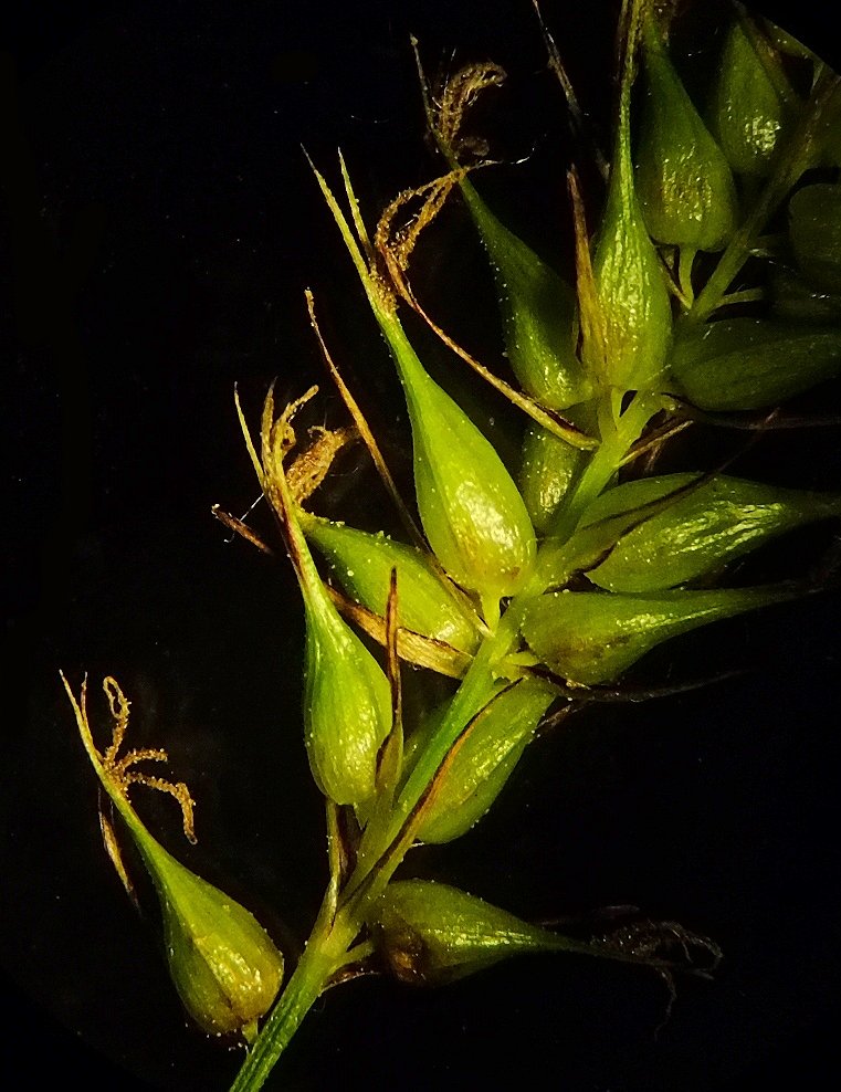 Image of Carex arnellii specimen.