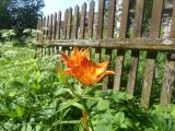 Lilium maculatum