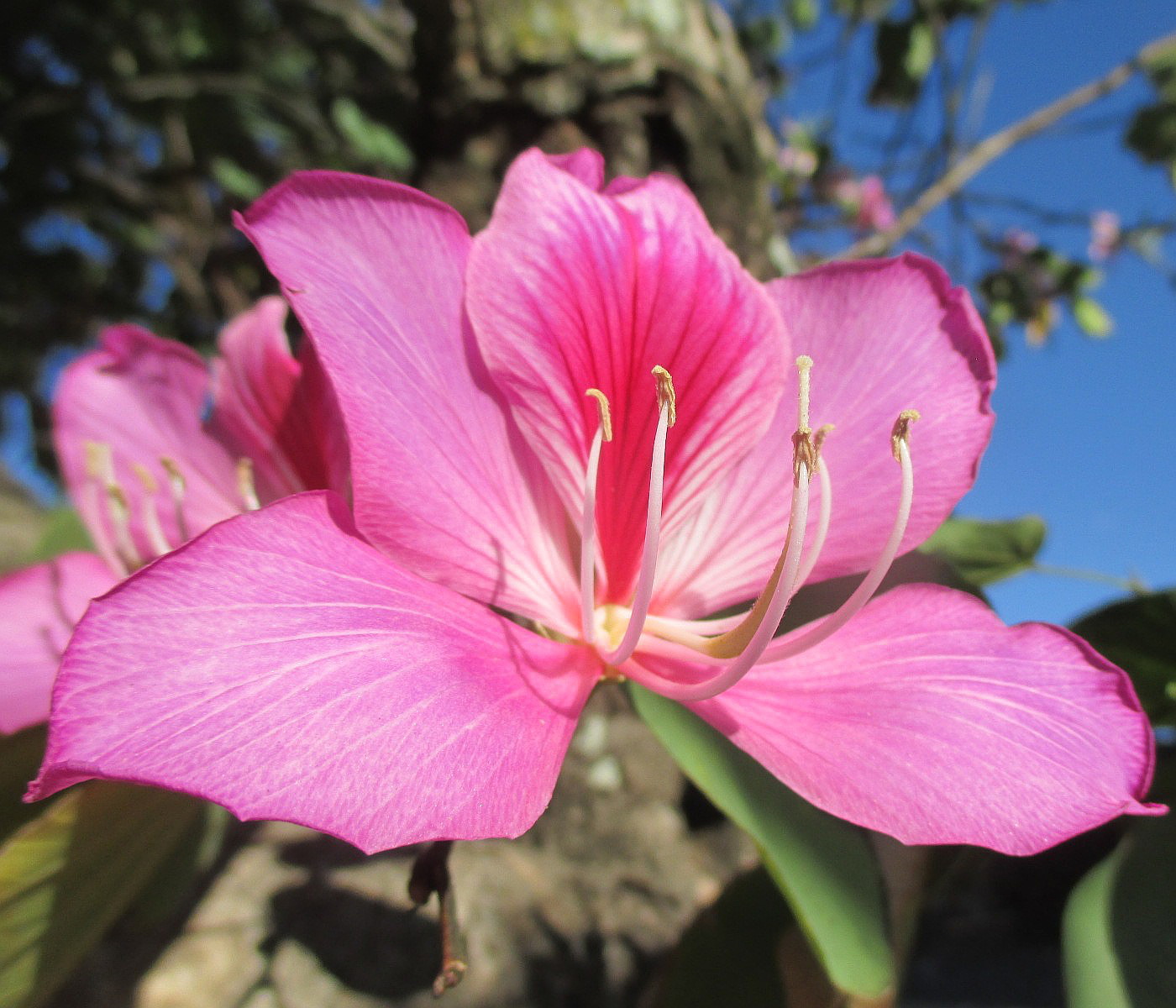 Image of Bauhinia variegata specimen.