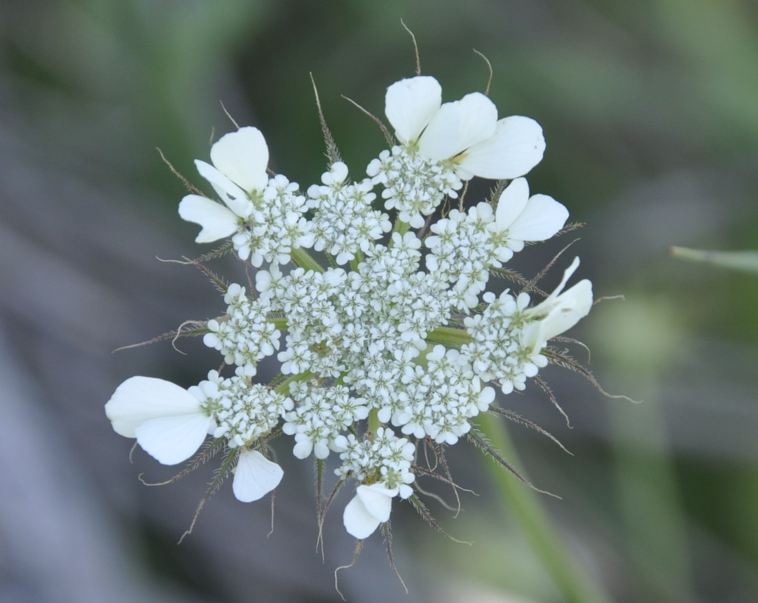 Изображение особи Tordylium officinale.
