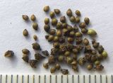 Alchemilla retinervis