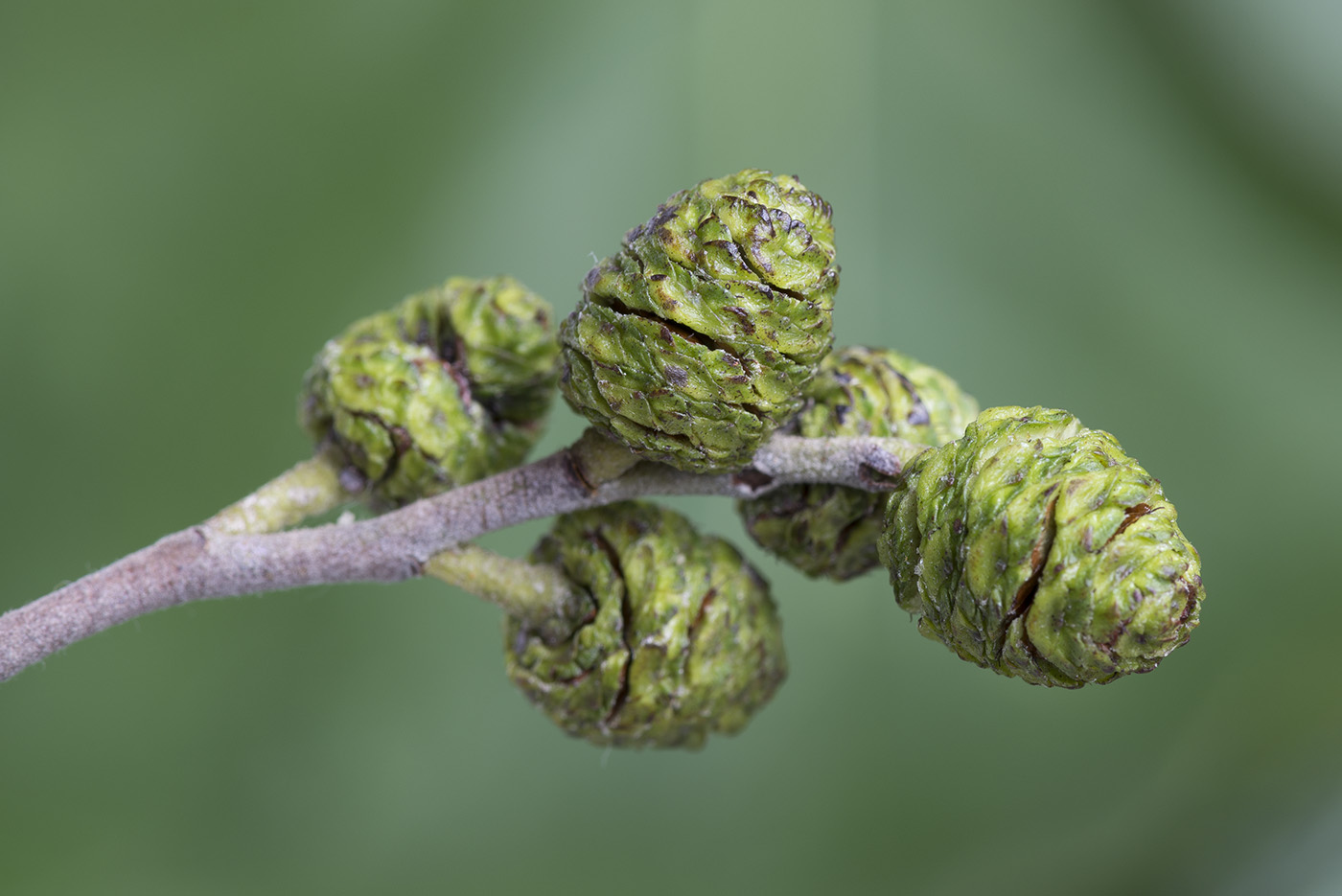 Image of Alnus incana specimen.