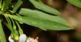 Myoporum parvifolium