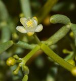 Tetraena coccinea