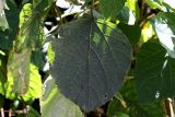 Clerodendrum bungei