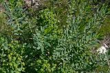 Euphorbia macrorhiza