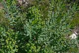 Euphorbia macrorhiza. Плодоносящее растение. Казахстан, Восточно-Казахстанская обл., окр. г. Риддер, степной склон горы. 18.06.2015.
