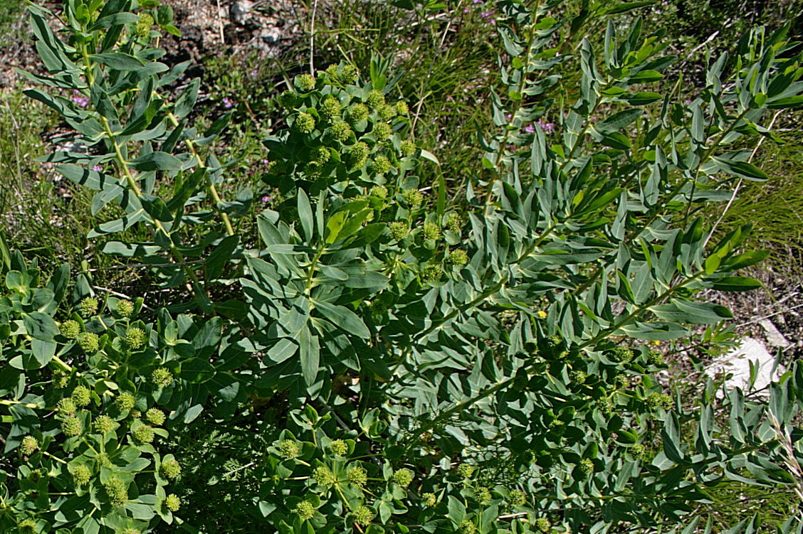 Image of Euphorbia macrorhiza specimen.