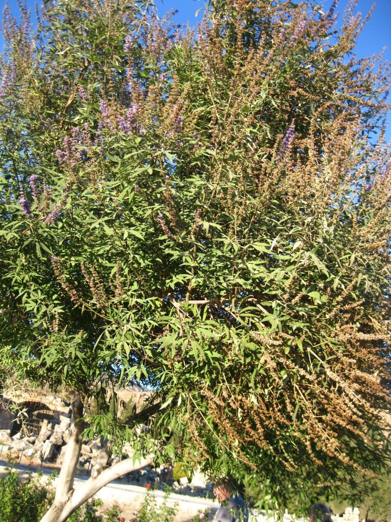 Изображение особи Vitex agnus-castus.