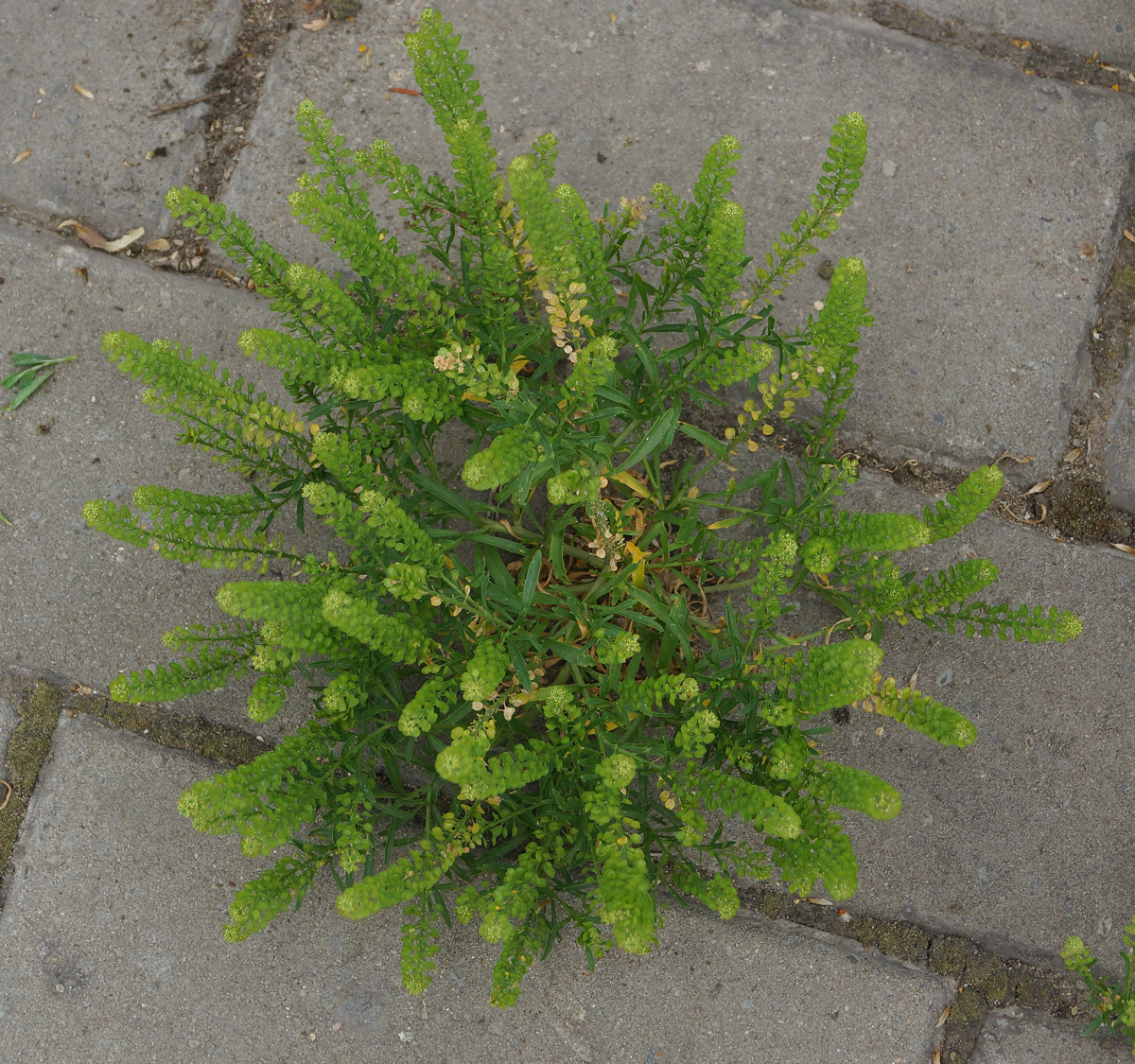 Image of Lepidium densiflorum specimen.