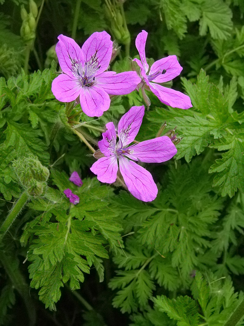Image of Erodium manescavi specimen.