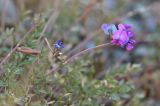 genus Oxytropis