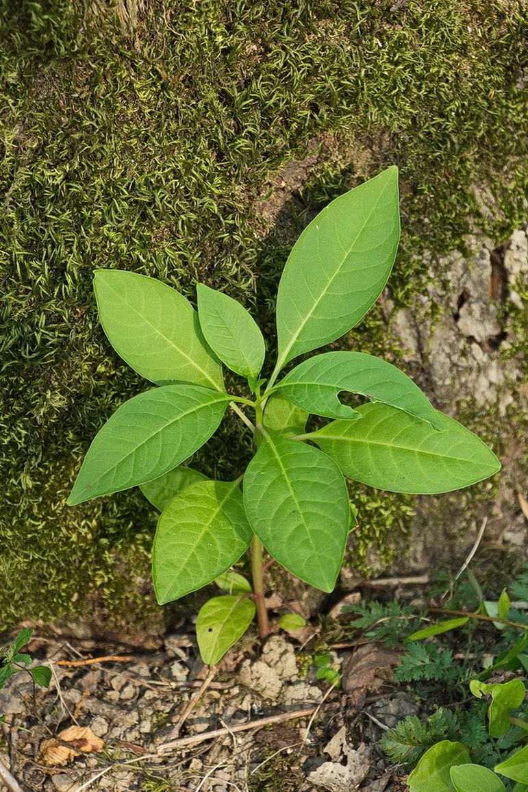 Изображение особи Phytolacca americana.