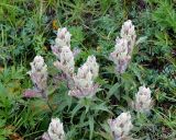 Castilleja pavlovii