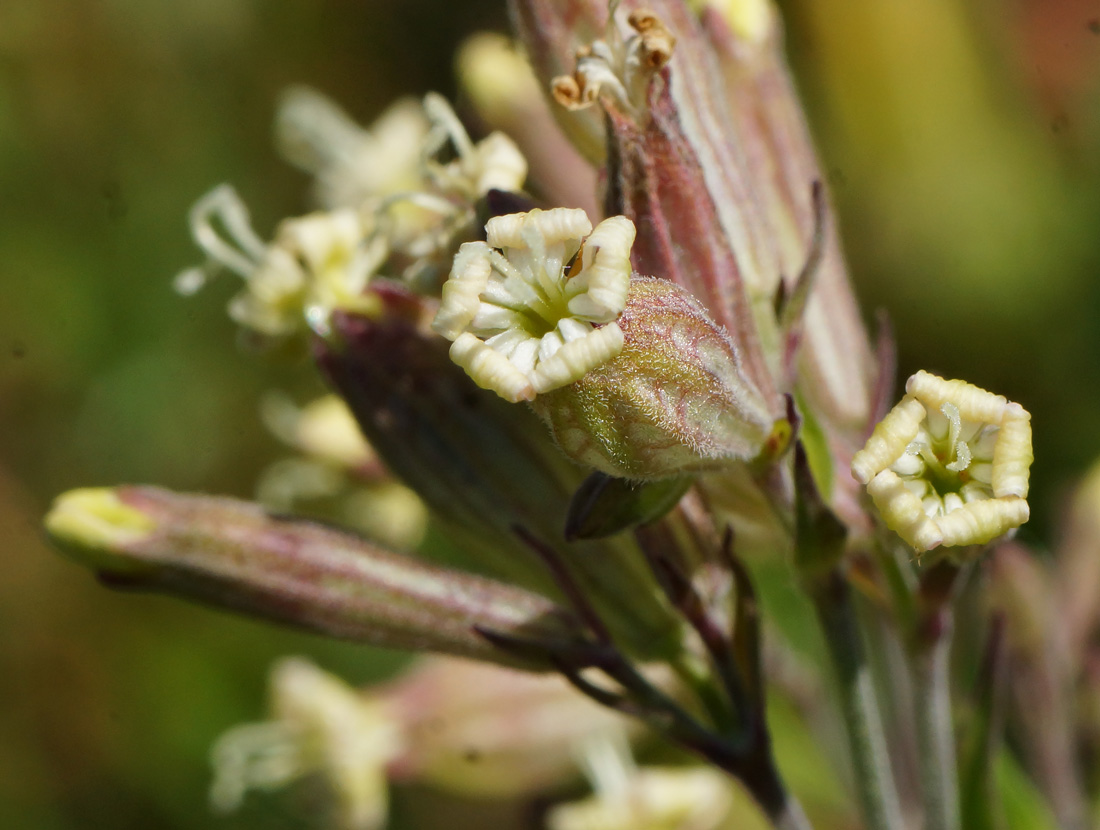 Изображение особи Silene amoena.