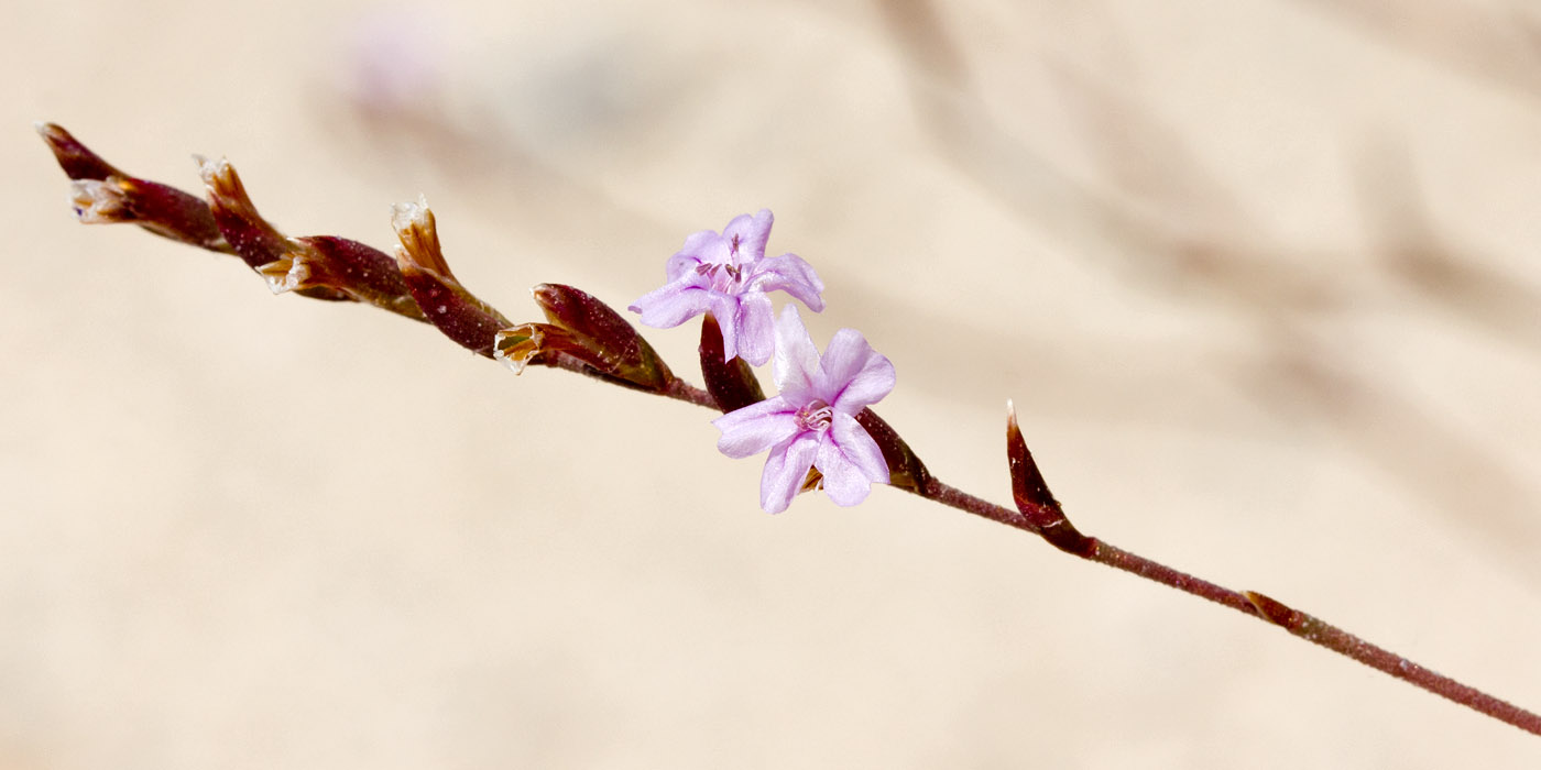 Изображение особи Limonium virgatum.