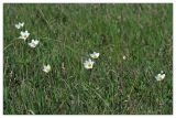 Anemone sylvestris. Цветущие растения. Республика Татарстан, Бавлинский р-н, г. Бавлы. 13.05.2010.