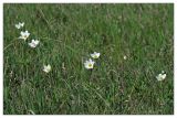 Anemone sylvestris