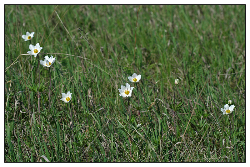 Изображение особи Anemone sylvestris.