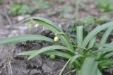 Galanthus caspius. Плодоносящее растение. Азербайджан, 4 км вверх по руч. Киш от г. Шеки, окр. крепости Гелярсан-Гёрарсан, лесистый склон горы Кара-Тепе. 8 апреля 2017 г.