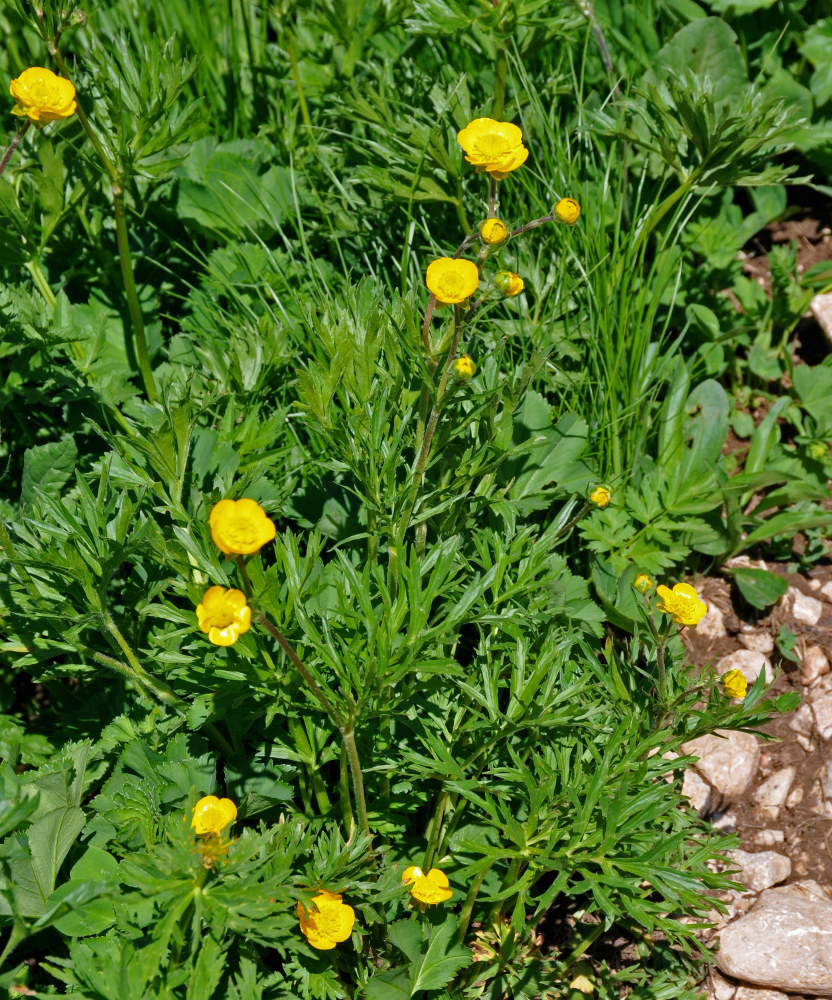 Изображение особи Ranunculus caucasicus.