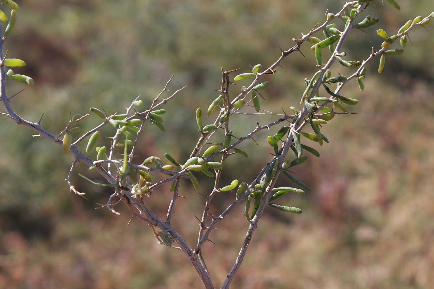 Image of Lycium ruthenicum specimen.