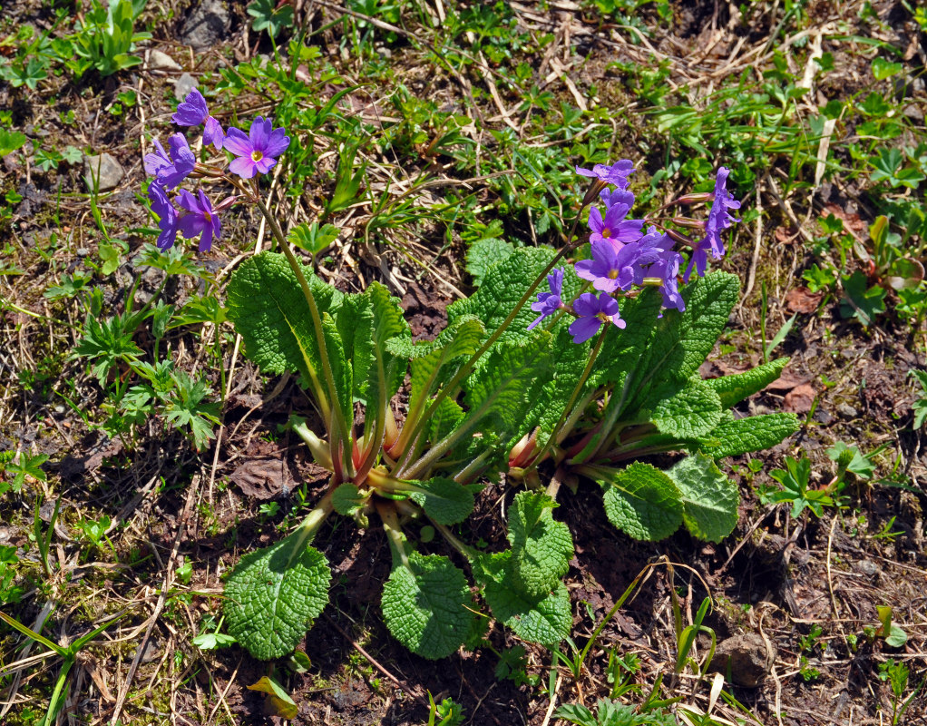 Image of Primula amoena specimen.