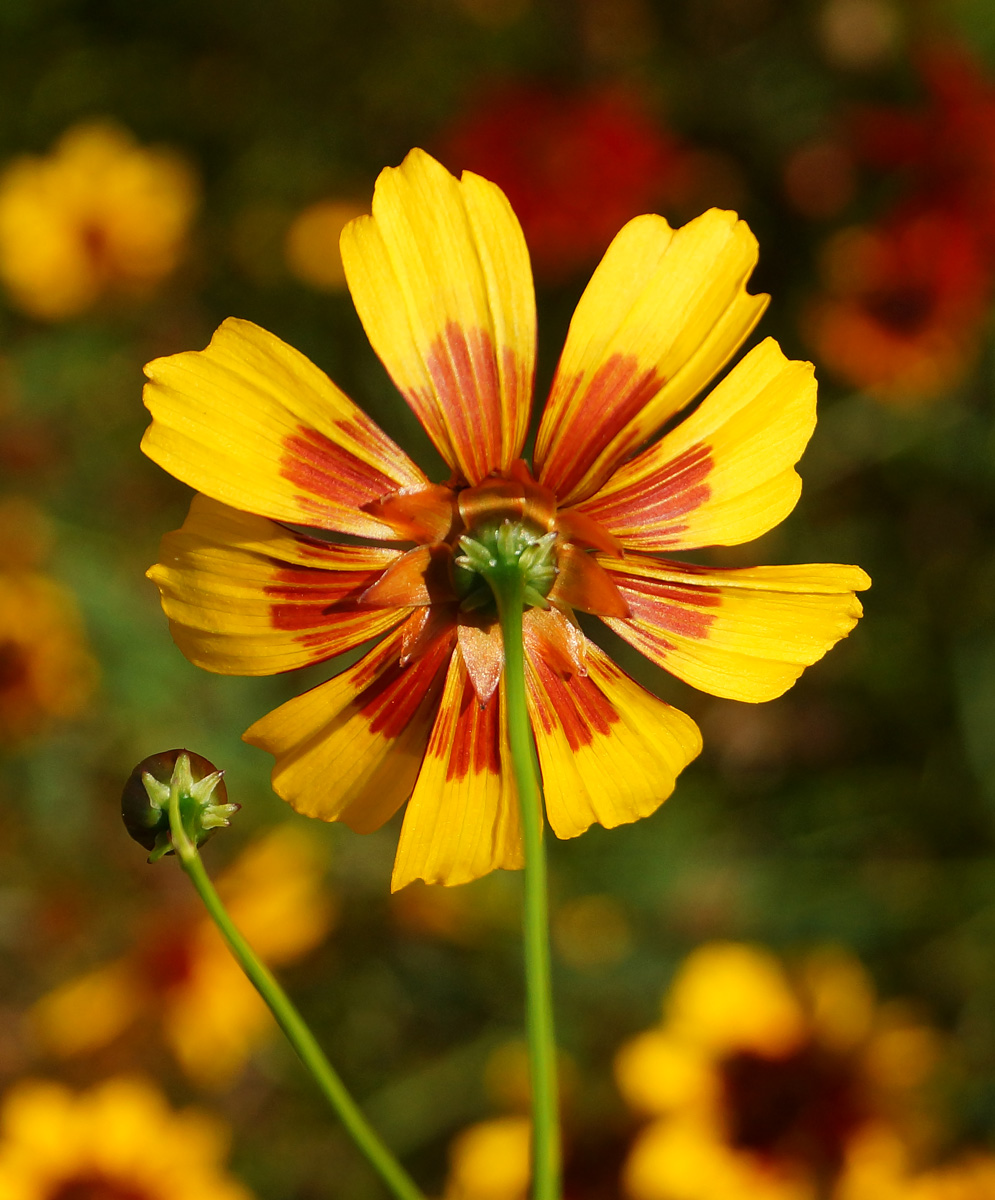 Image of Coreopsis tinctoria specimen.