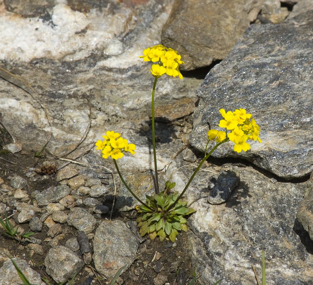 Image of Draba hispida specimen.