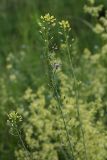 Camelina microcarpa