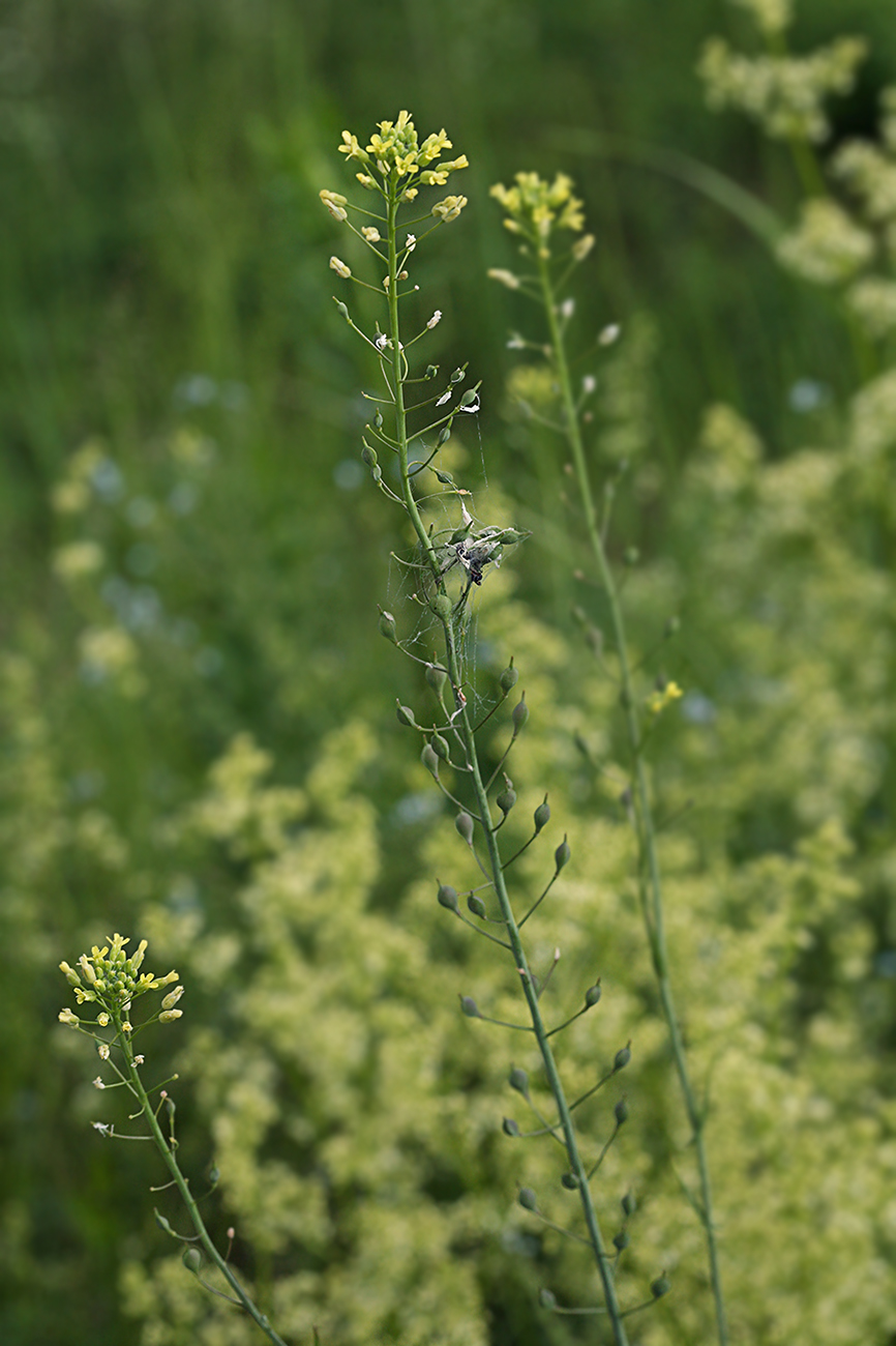 Изображение особи Camelina microcarpa.