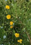 Potentilla goldbachii