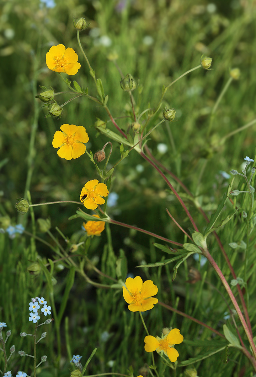 Изображение особи Potentilla goldbachii.