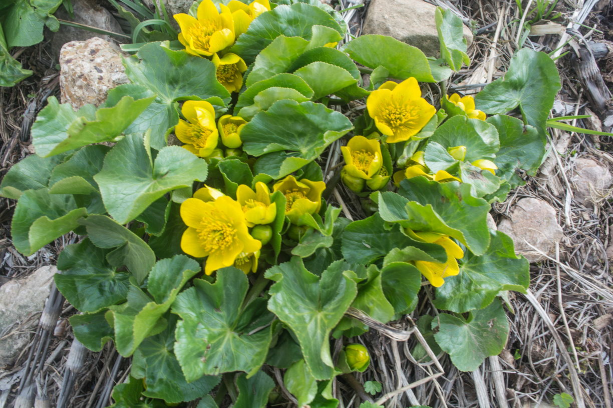 Image of Caltha polypetala specimen.