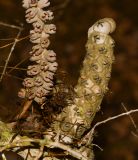 Melaleuca elliptica