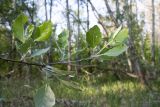 Populus alba