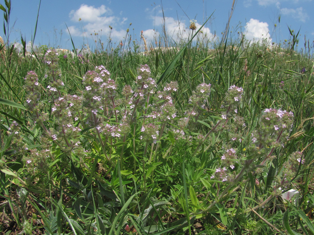 Изображение особи Thymus marschallianus.