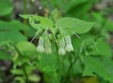 Symphytum grandiflorum. Соцветия. Республика Адыгея, левый берег р. Белая чуть ниже устья руч. Большой Руфабго, лиственный лес. 28.04.2018.