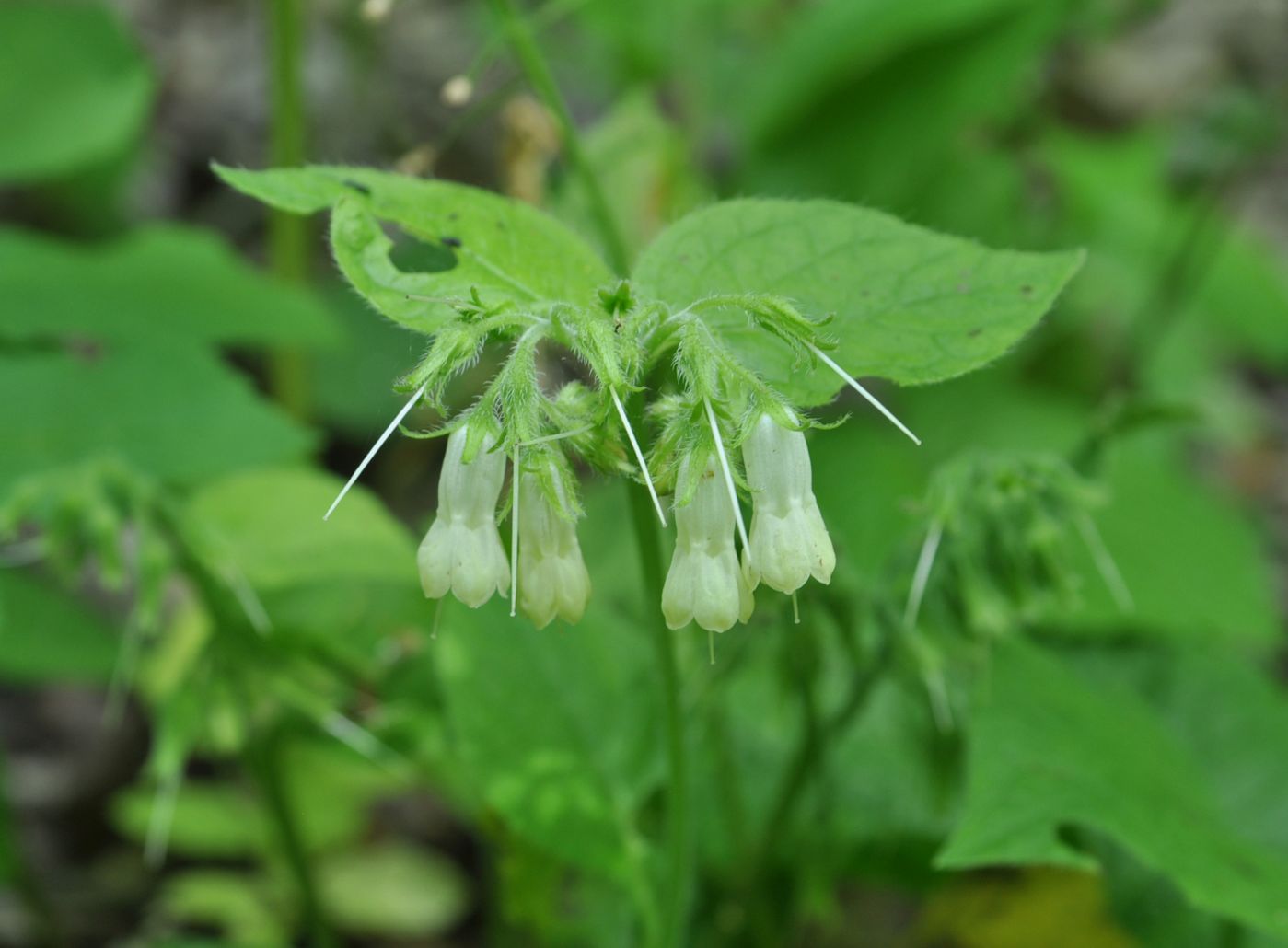 Изображение особи Symphytum grandiflorum.