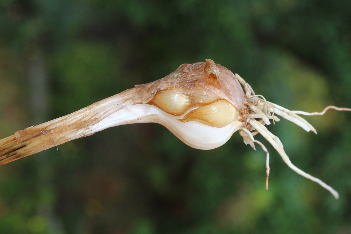 Image of Allium pallens ssp. coppoleri specimen.