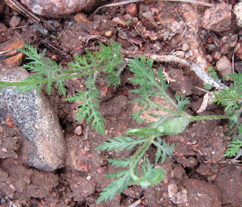 Image of Roemeria refracta specimen.