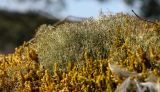 Cladonia rangiferina