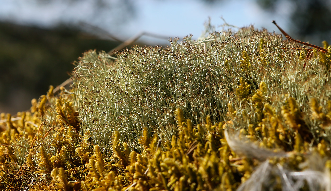 Изображение особи Cladonia rangiferina.