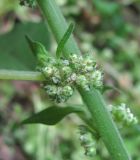 Parietaria officinalis. Часть побега с соцветием. Дагестан, г. о. Махачкала, гора Тарки-Тау, разреженный широколиственный лес на склоне. 12.05.2018.