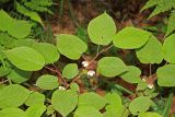 Actinidia kolomikta