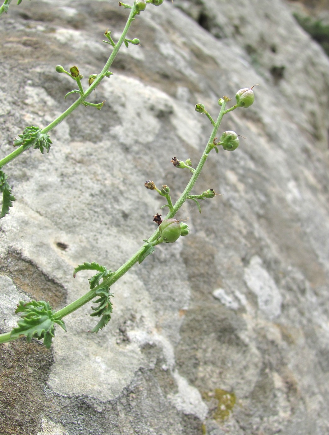 Image of Scrophularia variegata specimen.