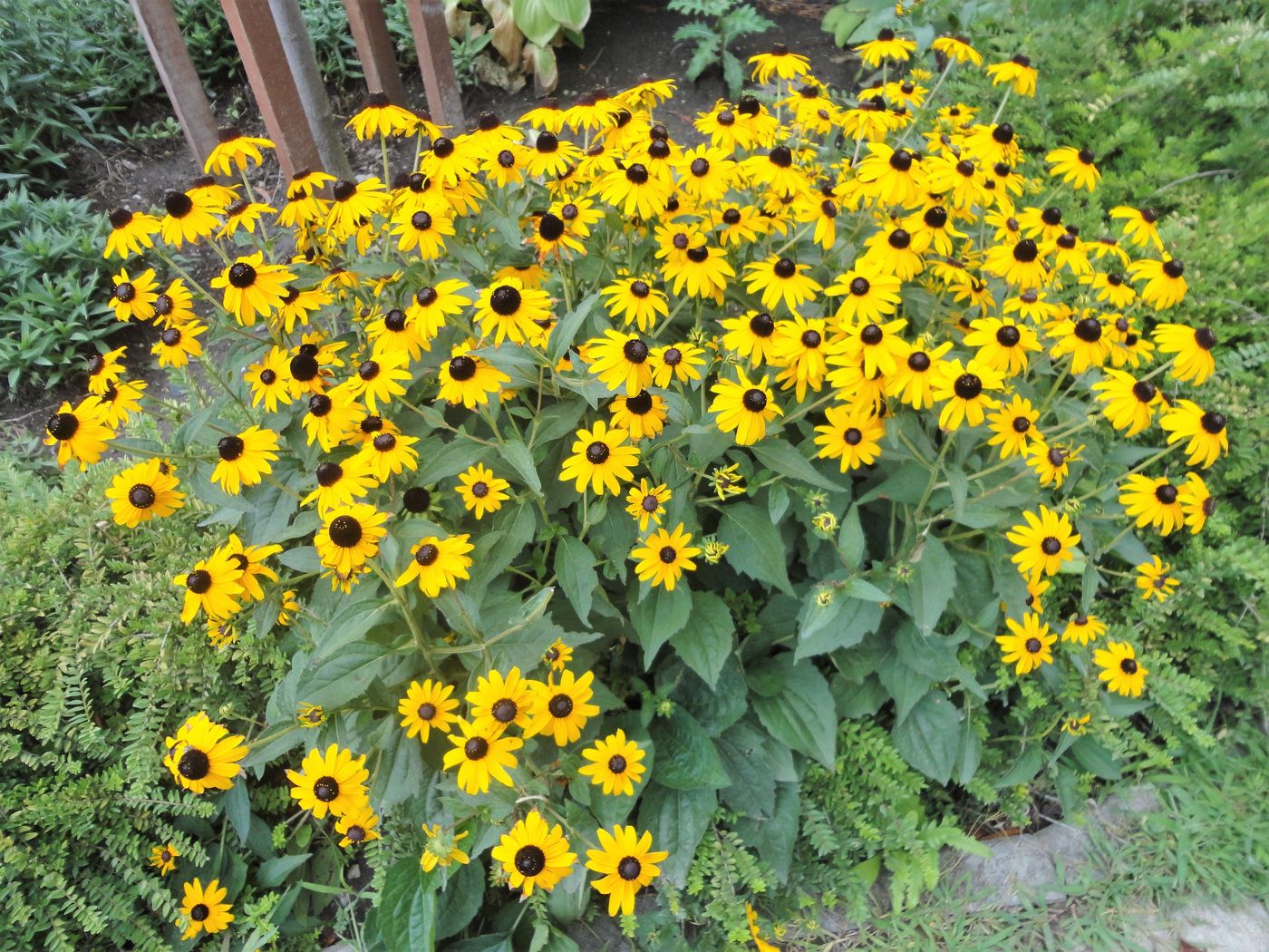 Image of Rudbeckia fulgida specimen.