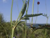 Sanguisorba officinalis. Средняя часть растения. Адыгея, Кавказский биосферный заповедник, Азишский перевал, ≈ 2150 м н.у.м., субальпийский луг. 28.07.2018.