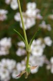 Gypsophila tenuifolia