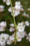 Gypsophila tenuifolia. Нижняя часть побега сорванного растения. Республика Адыгея, Майкопский р-н, Кавказский биосферный заповедник, Фишт-Оштеновский массив, хребет севернее цирка Оштена, выс. ок. 2700 м н.у.м., задернённый участок на скалах. 28.07.2018.